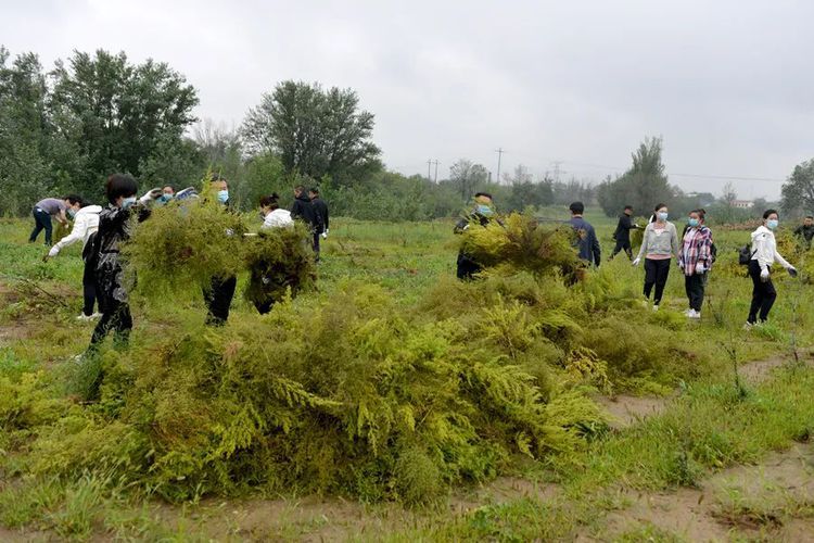 清除蒿草护卫鼻炎患者呼和浩特在行动