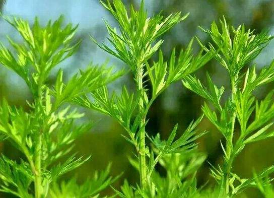 清除蒿草护卫鼻炎患者呼和浩特在行动